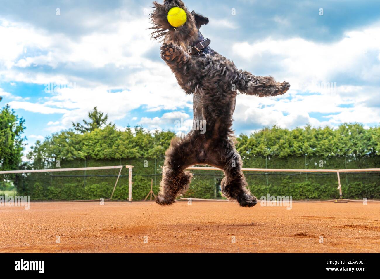 Dog with a tennis ball hi-res stock photography and images - Alamy