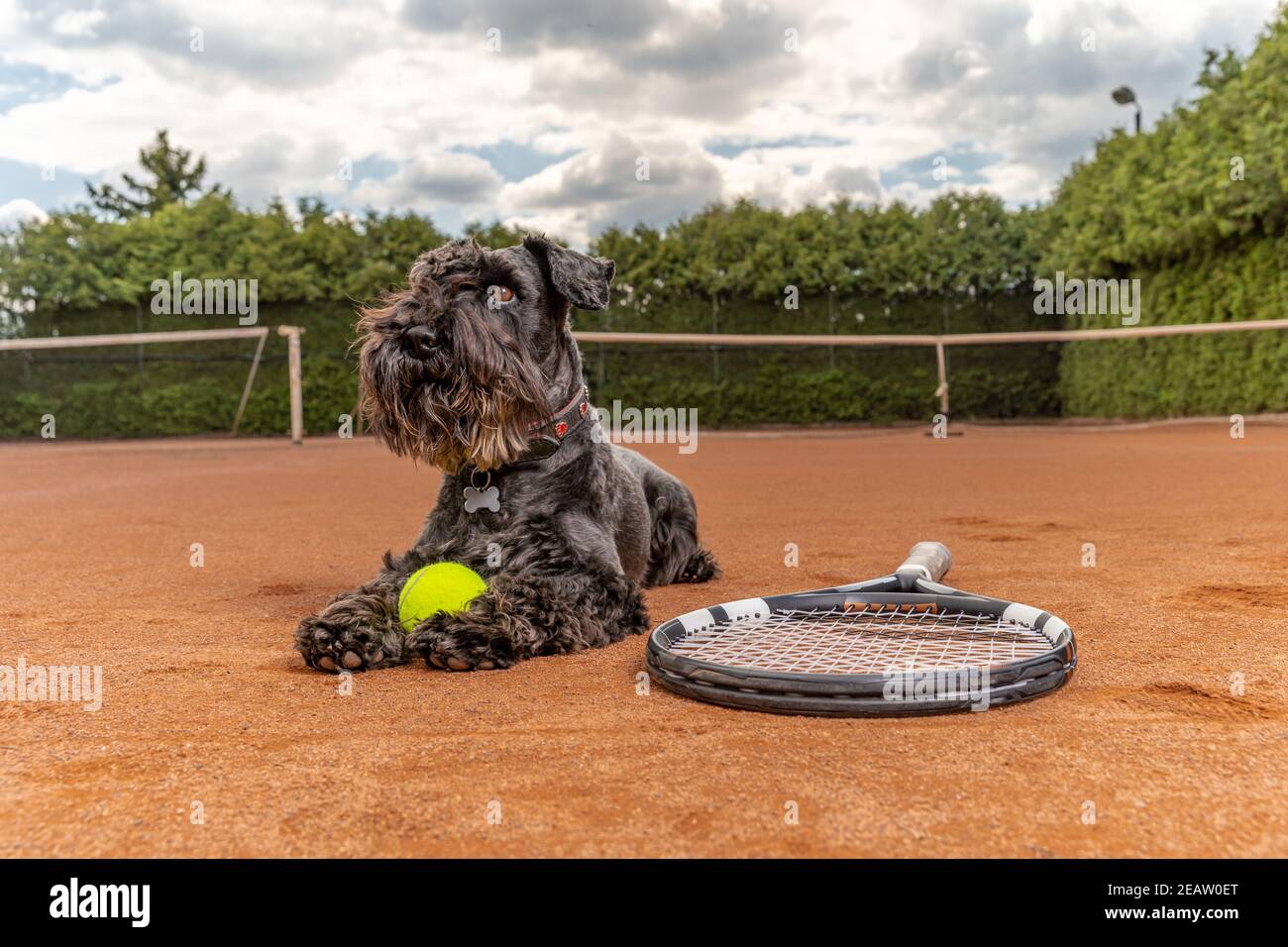 Ball and racket hi-res stock photography and images - Alamy
