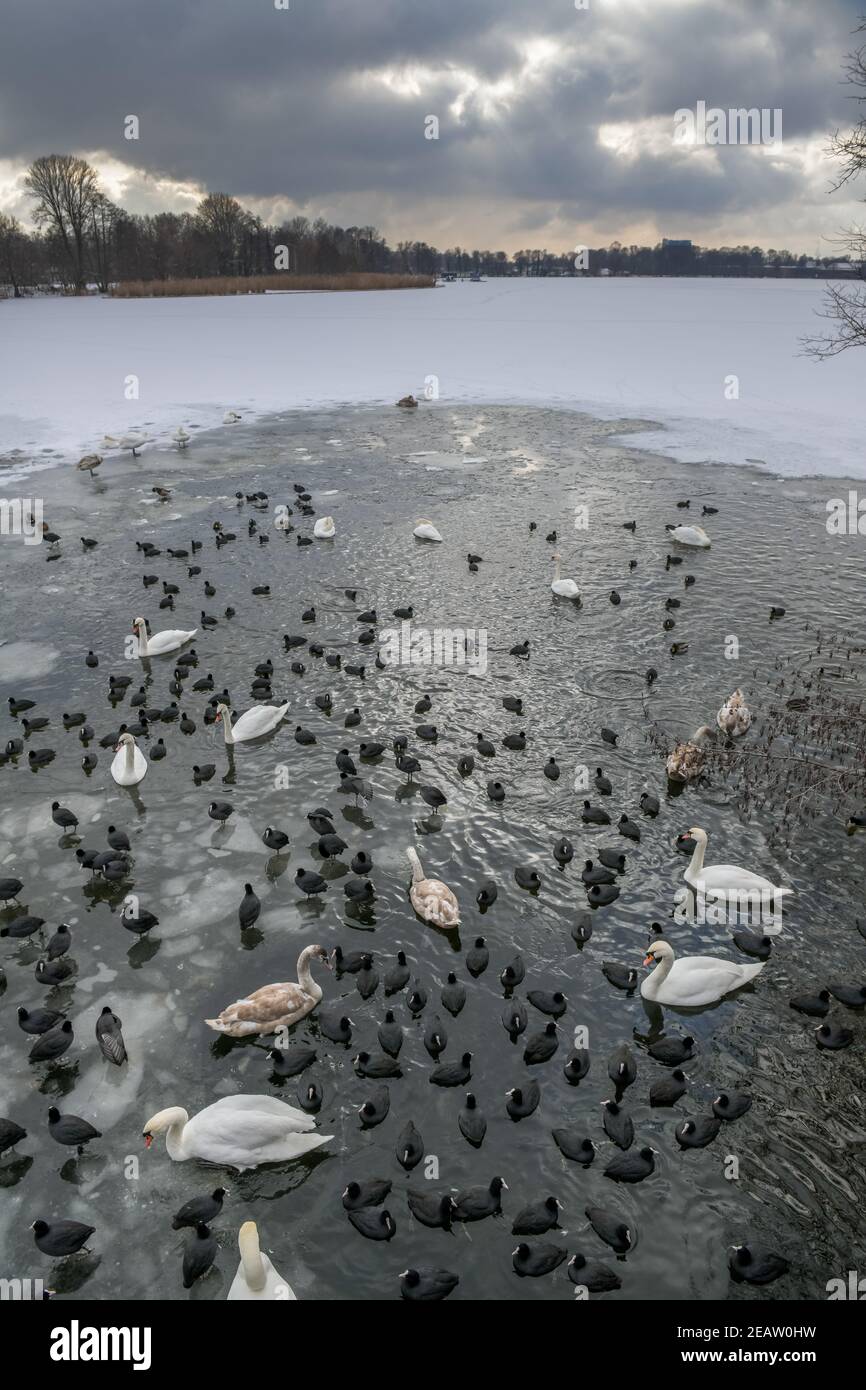 Winter, Wasservögel an einem Wasserloch im Eis auf der Havel, Insel Eiswerder, Haselhorst, Spandau, Berlin, Deutschland Stock Photo