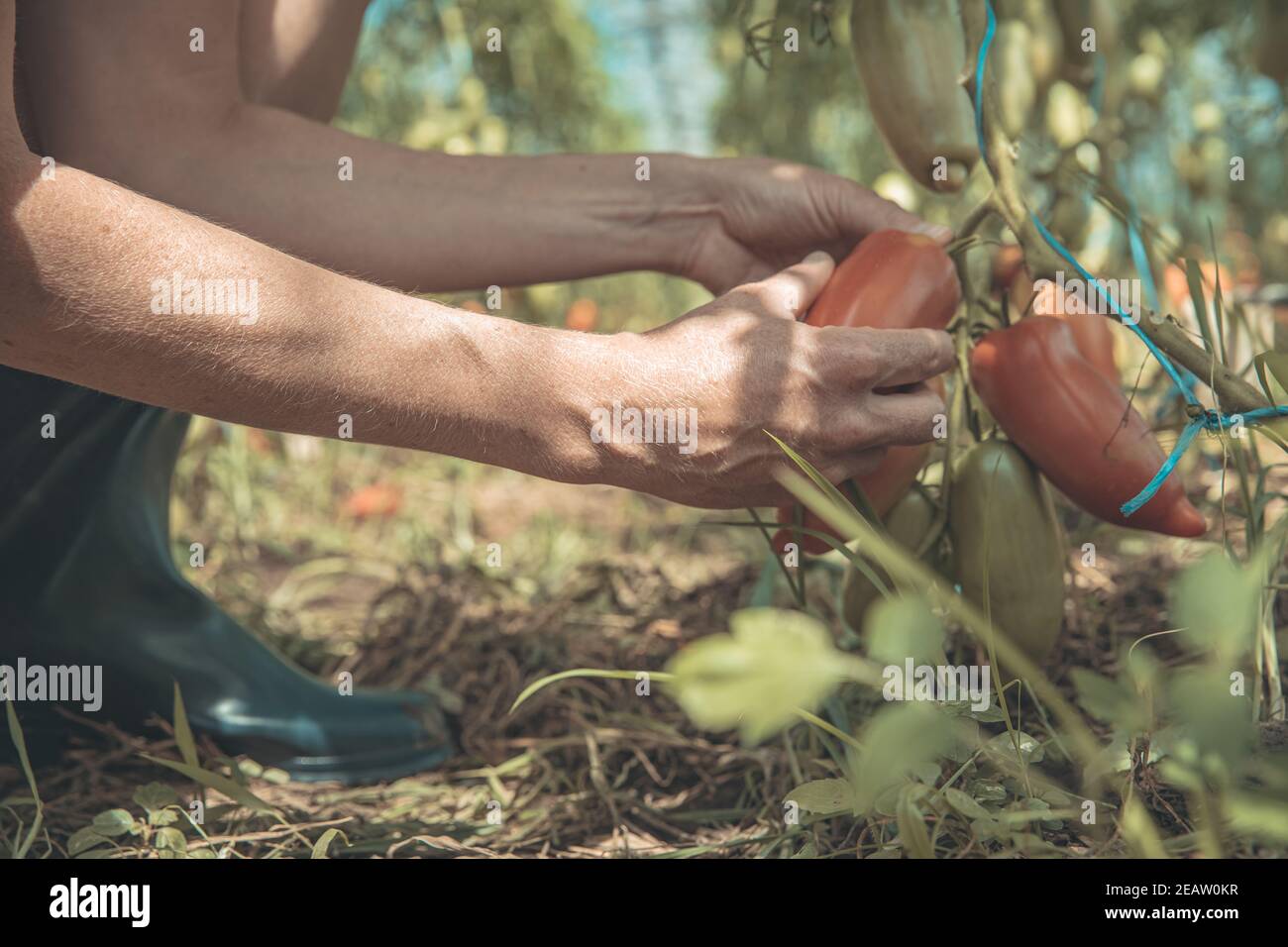 Bell pepper harvesting hi-res stock photography and images - Alamy