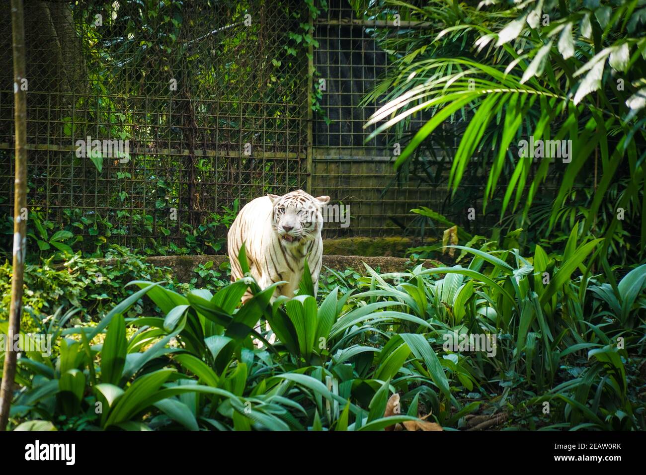 White Tiger Nestled in the jungle Stock Photo