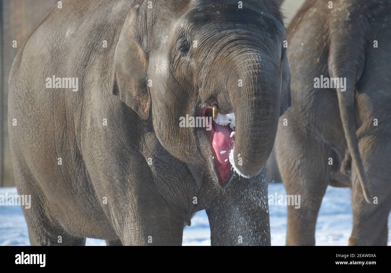Elefant frisst Schnee, Winter, Zoologischer Garten, Tiergarten, Mitte, Berlin, Deutschland Stock Photo