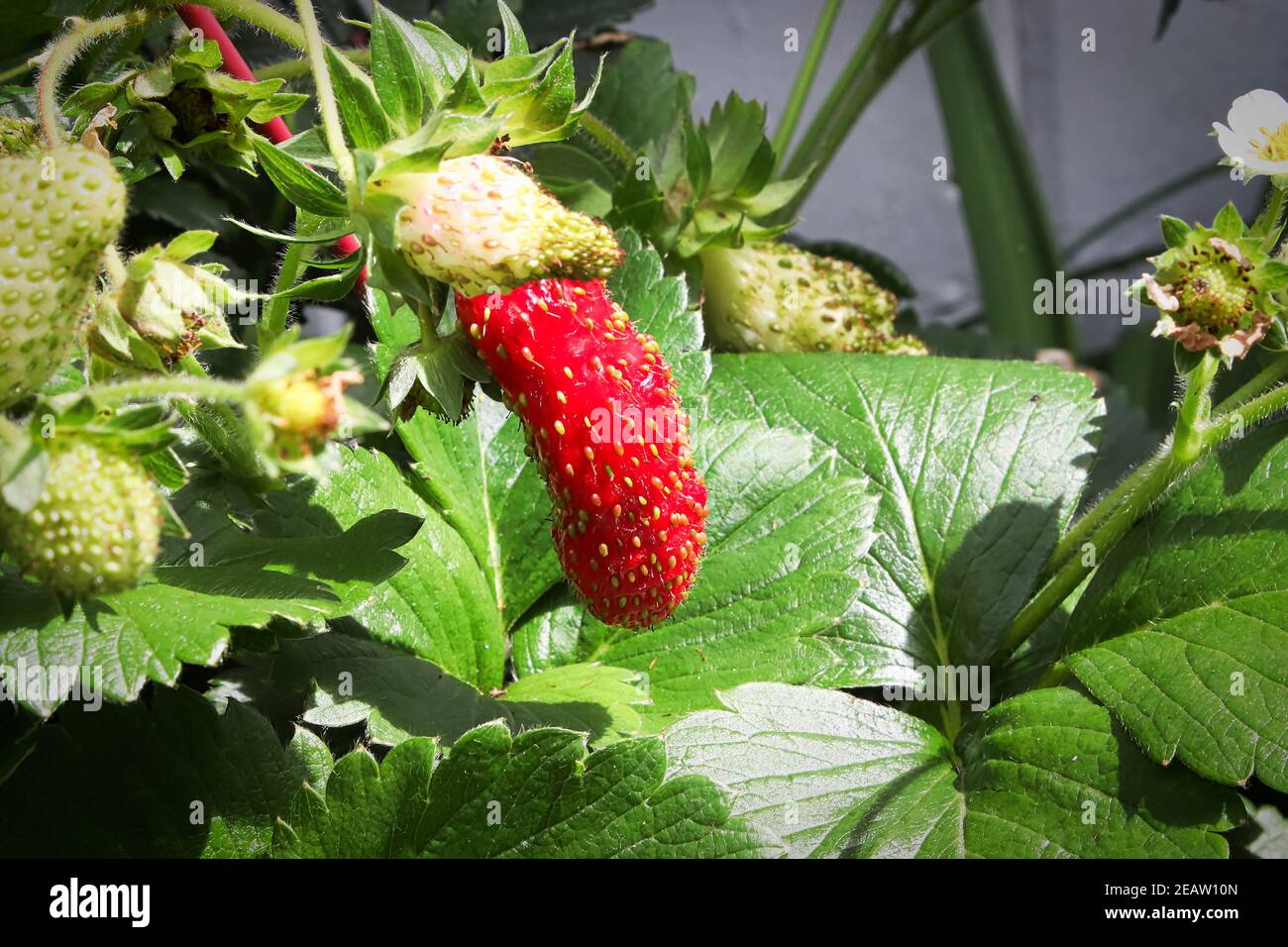 A strange long shaped starberry growing with unripe berries Stock Photo