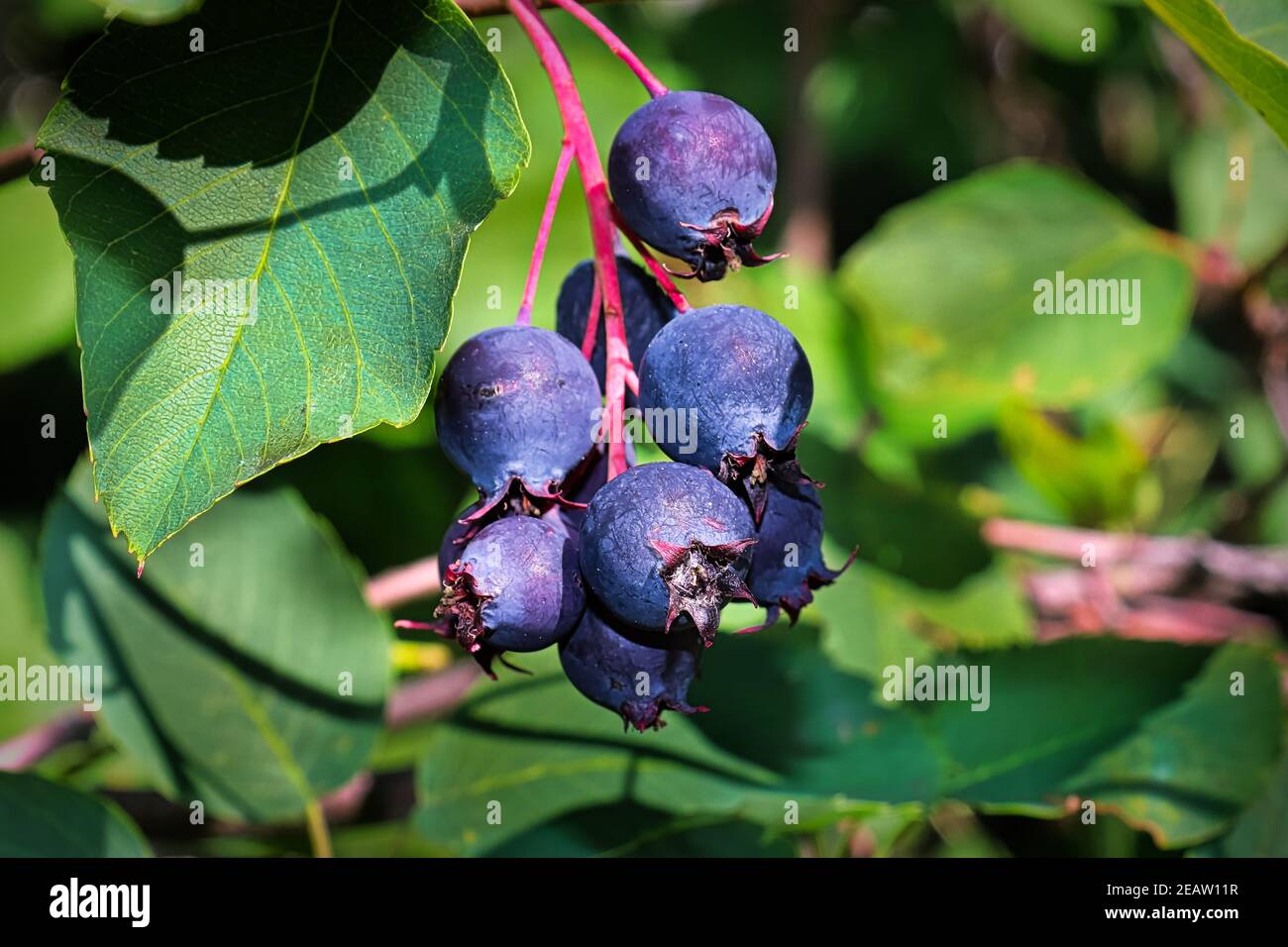 Ирга канадская «слейт». Ирга ламарка. Ирга канадская (amelanchier canadensis). Ирга канадская ламарка ягоды. Ирга обыкновенная.