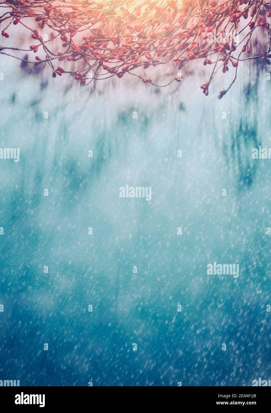 Winter berries blue hi-res stock photography and images - Alamy