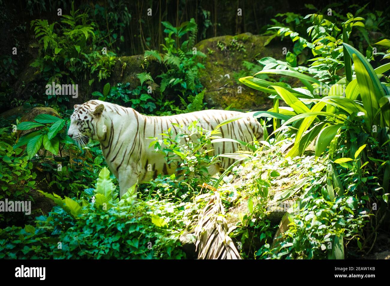 White Tiger Nestled in the jungle Stock Photo