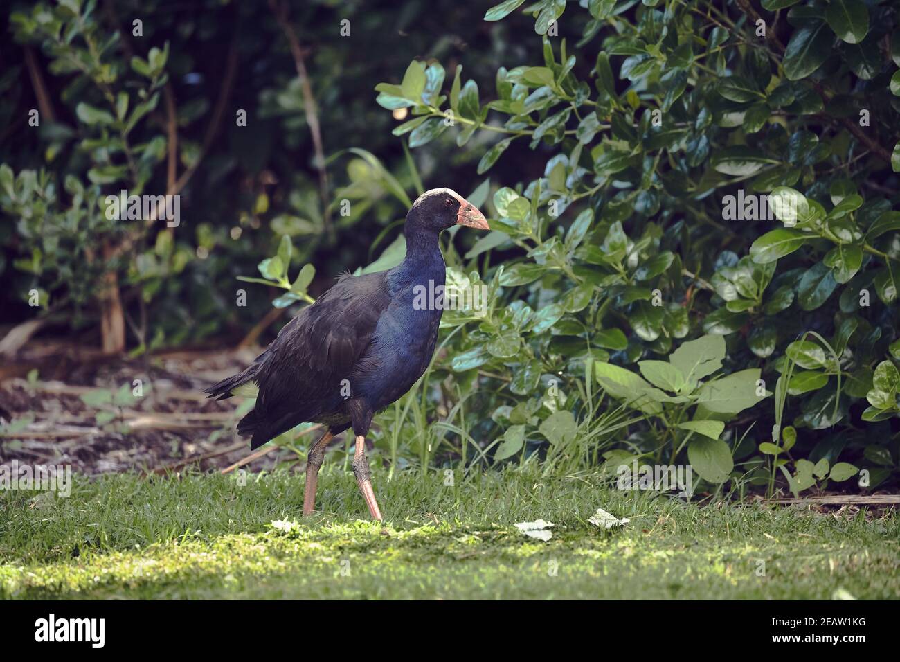 Pukeko bird in New Zealand Stock Photo