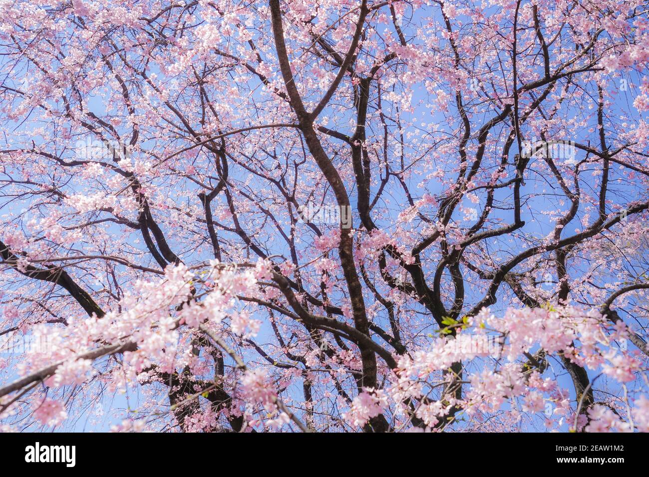 Weeping cherry tree and sunny blue sky Stock Photo