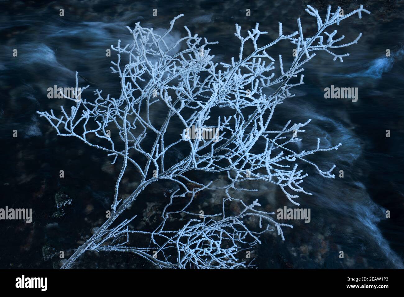 frost covered shrub Stock Photo - Alamy