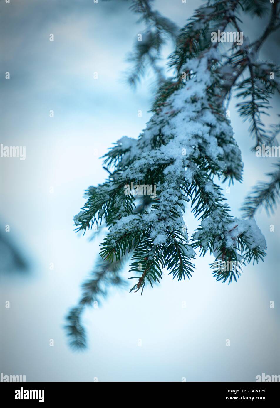 pine branches with snow Stock Photo - Alamy