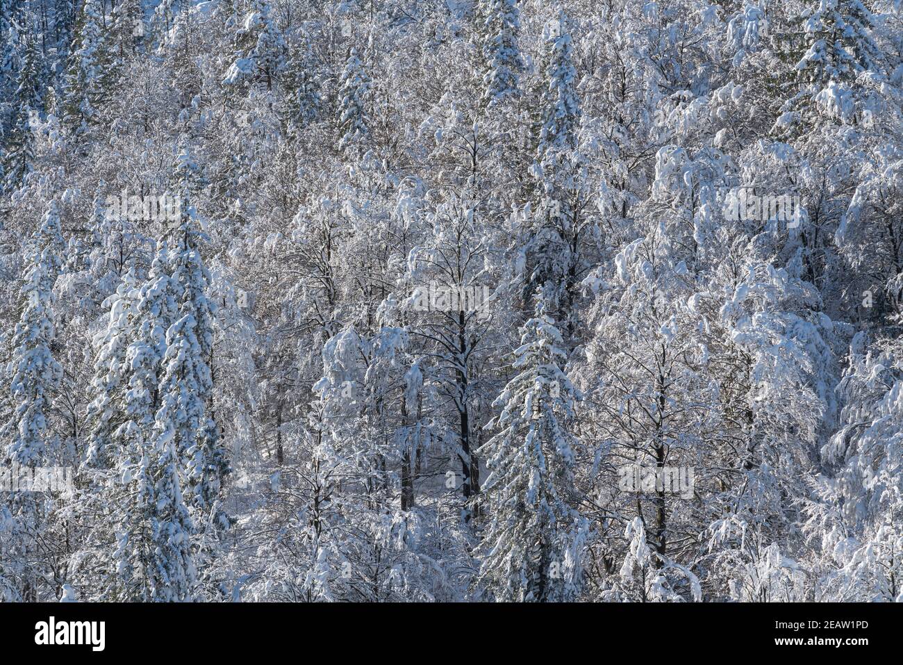 forest in winter Stock Photo - Alamy