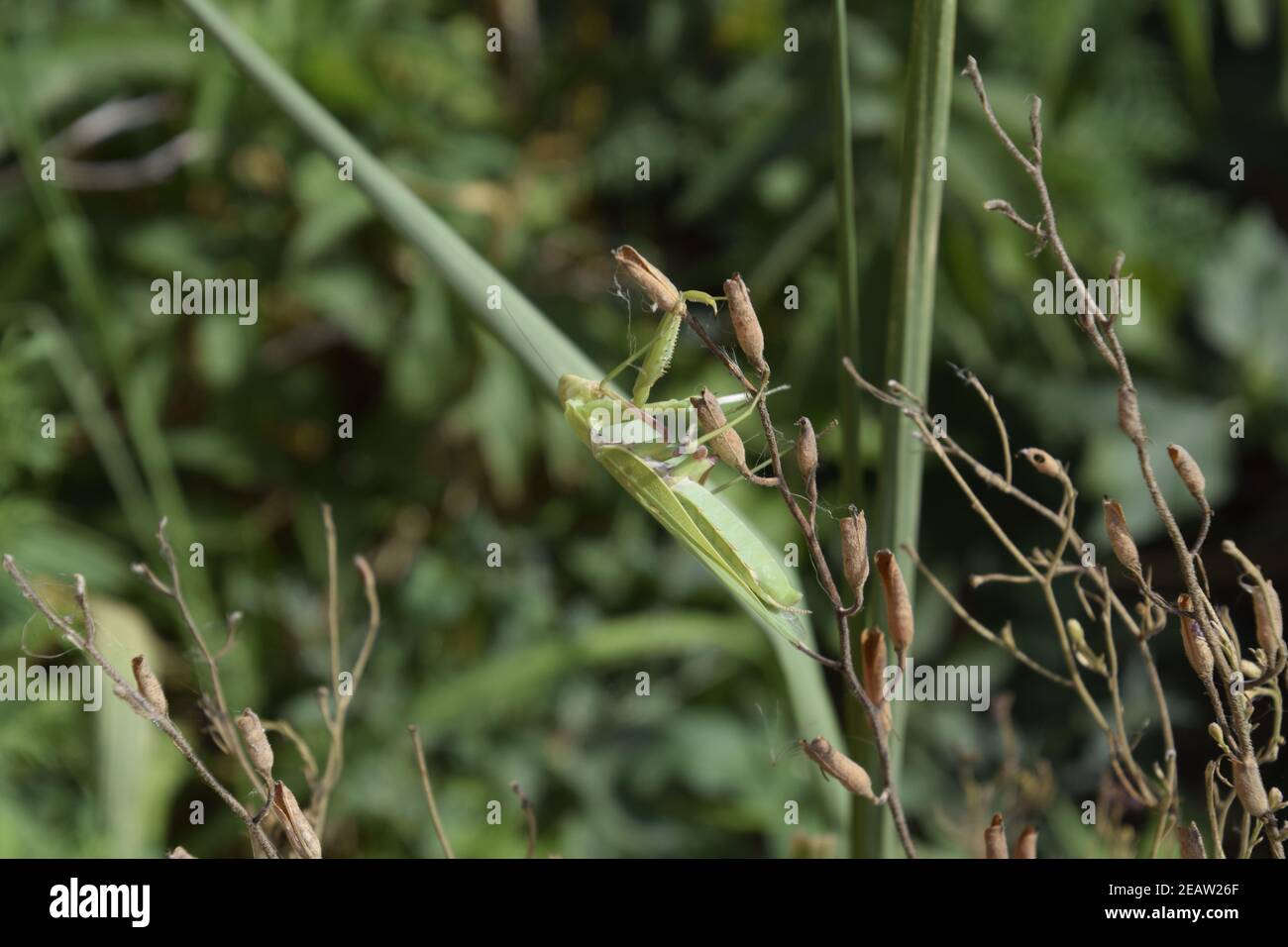 The female mantis religios. Predatory insects mantis Stock Photo