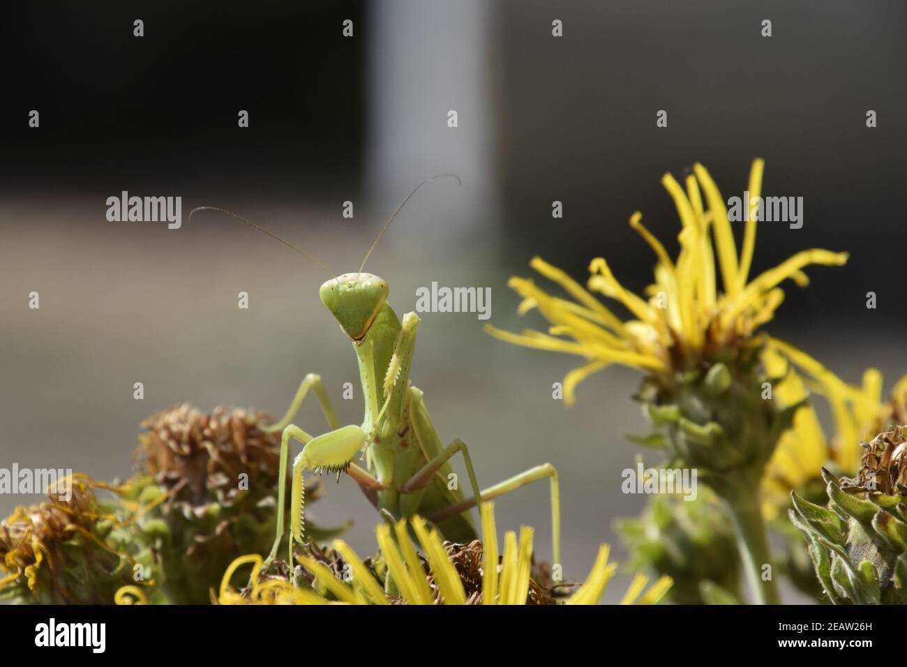Mantis Female Insect The female mantis religios. Predatory insects mantis Stock Photo - Alamy
