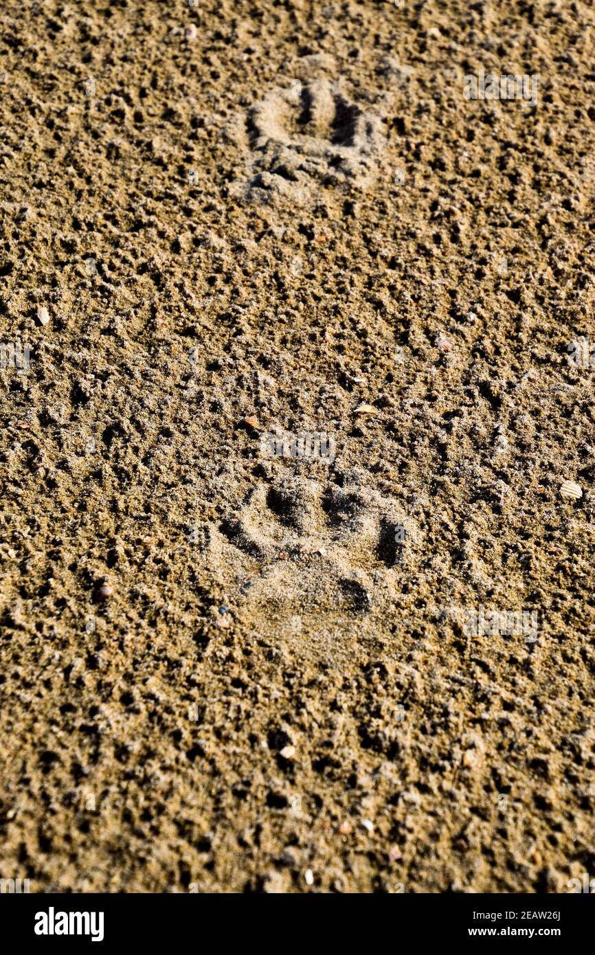 A dog's track in the sand. A dog was walking along the seashore and left traces in the sand. Stock Photo