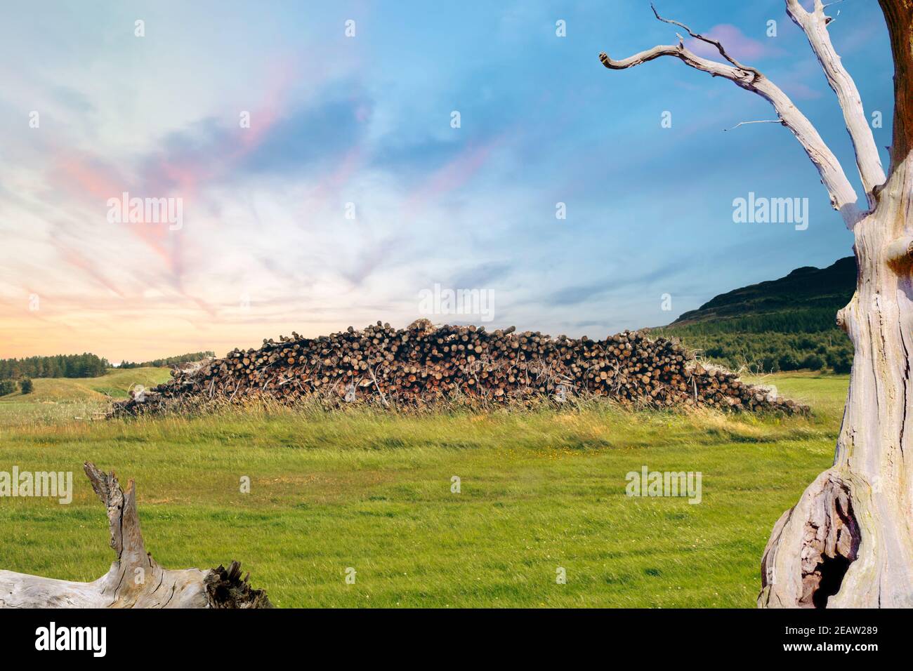 landscape with stack of old cut trees Stock Photo