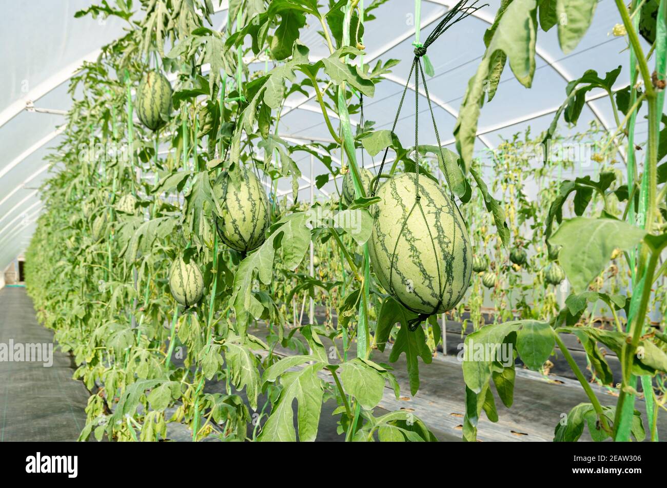 Watermelon plantation in greenhouse Stock Photo Alamy
