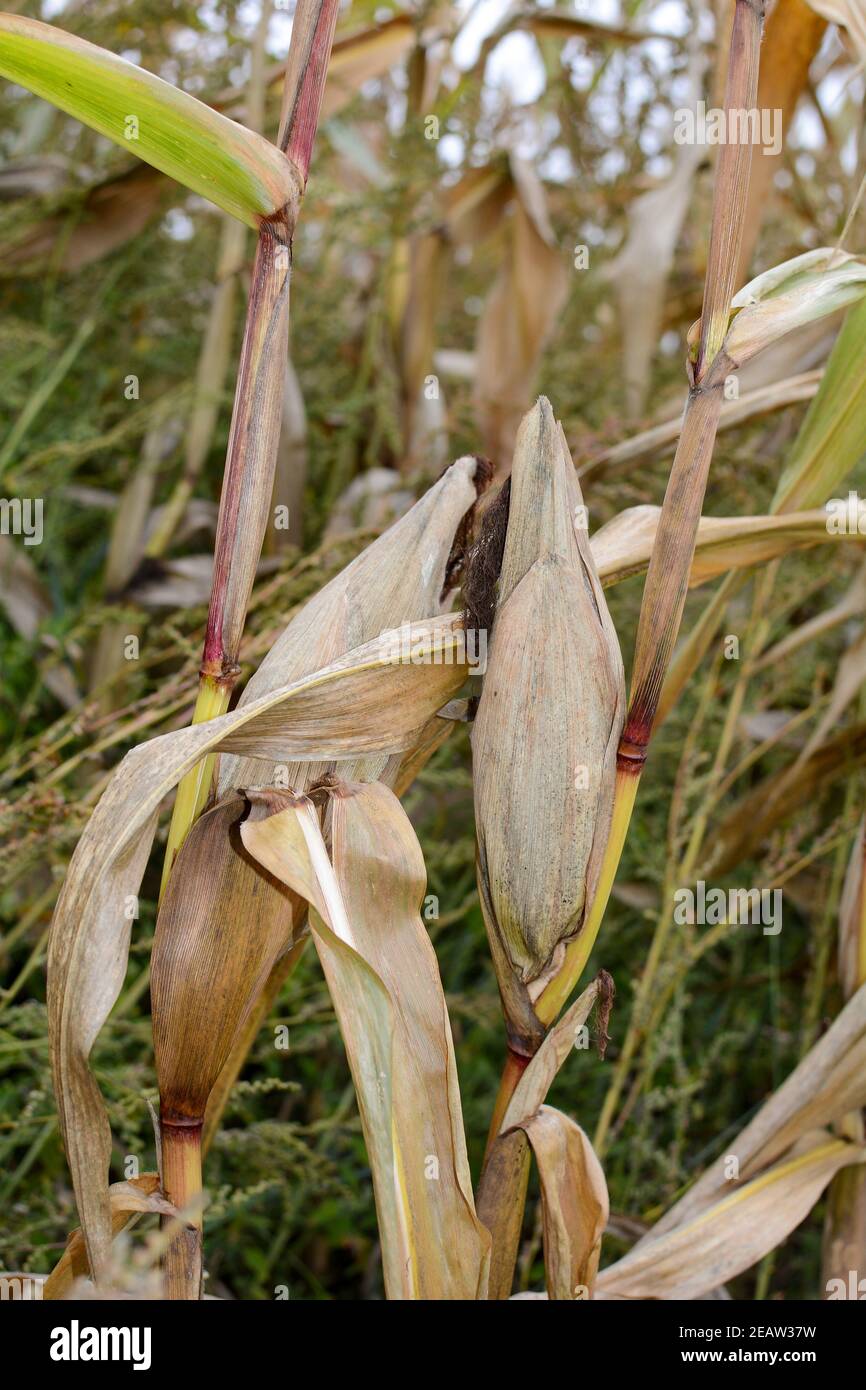 A dried up cob in a field Stock Photo