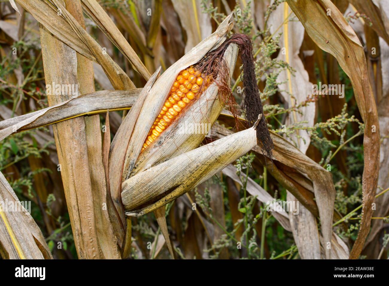 A dried up cob in a field in autumn Stock Photo