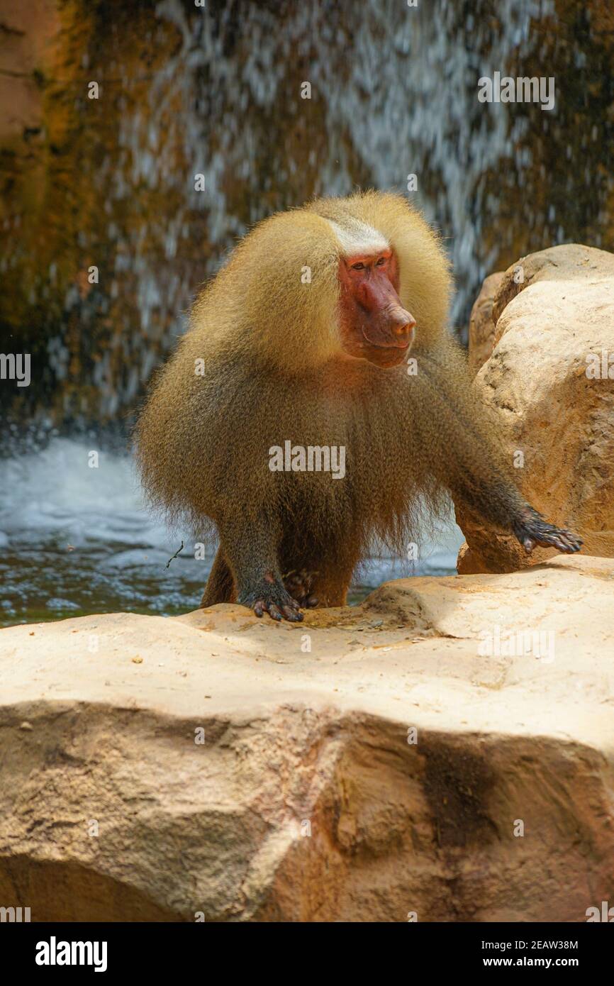 Image of baboons of Singapore Zoo Stock Photo