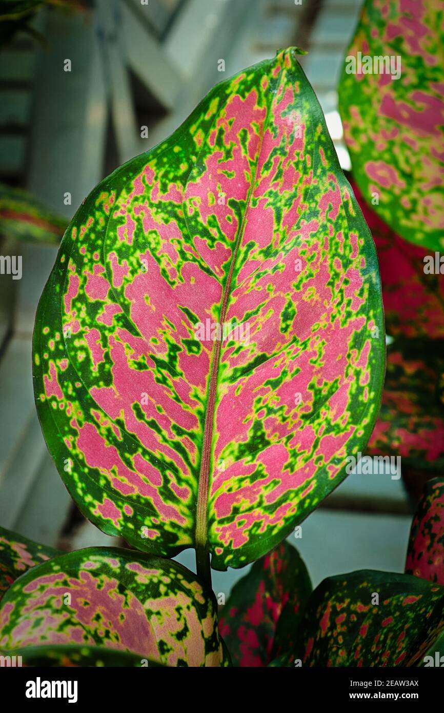 pot for monstera plant Monstera (12 Pot)