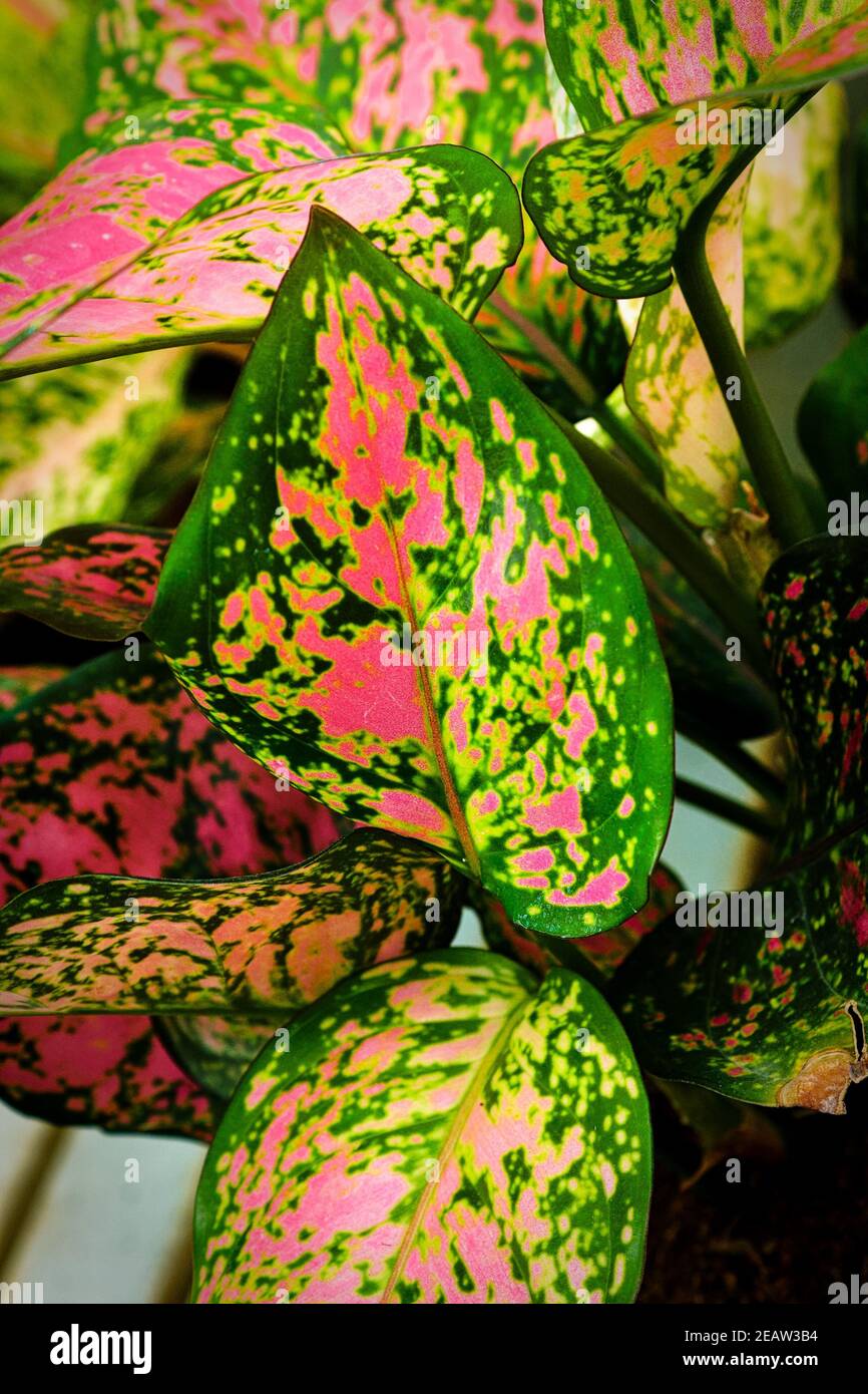 Hot pink leaves on a Chinese Evergreen houseplant Stock Photo