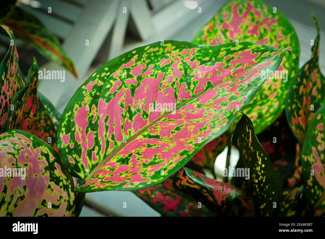 Vibrant green and pink aglaonema houseplant leaves Stock Photo Alamy