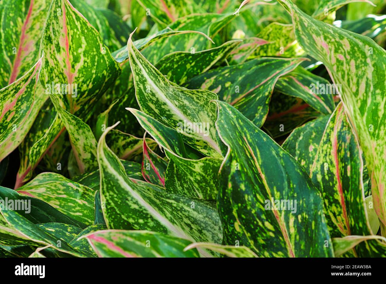 Pink and silver varigated Chinese Evergreen houseplants Stock Photo