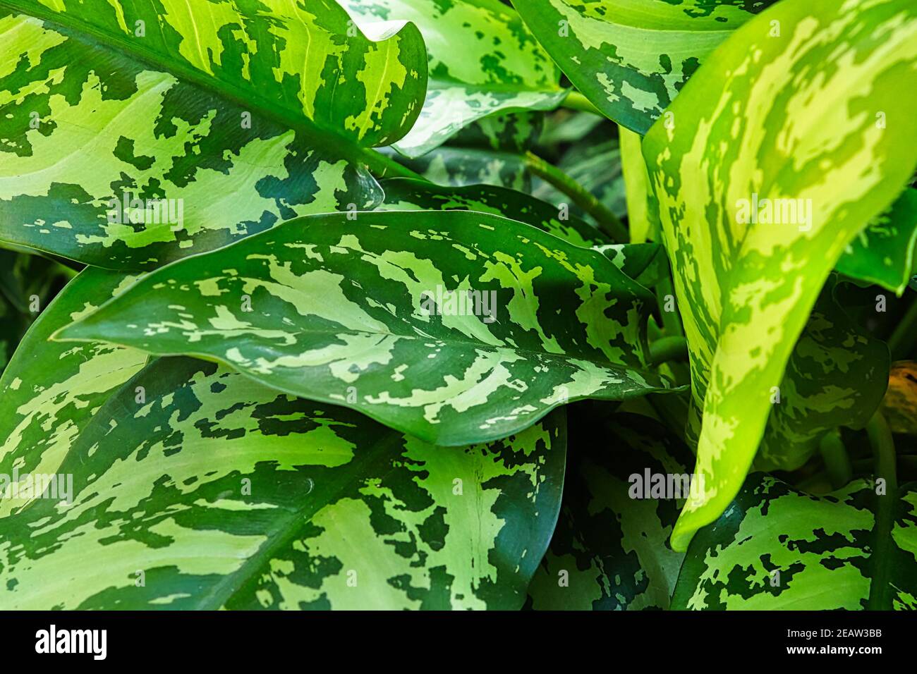 A background of Chinese Evergreen plant leaves Stock Photo