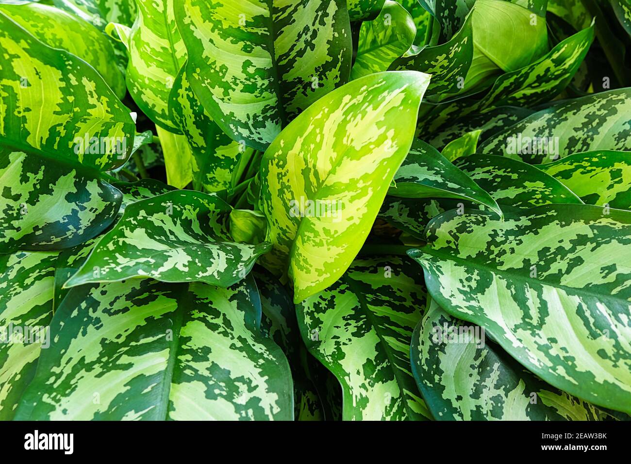 A background of Chinese Evergreen plant leaves Stock Photo
