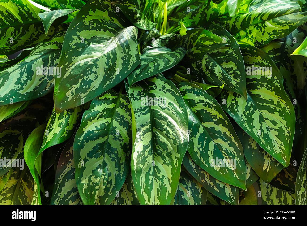 A cluster of aglaonema leaves on a plant Stock Photo