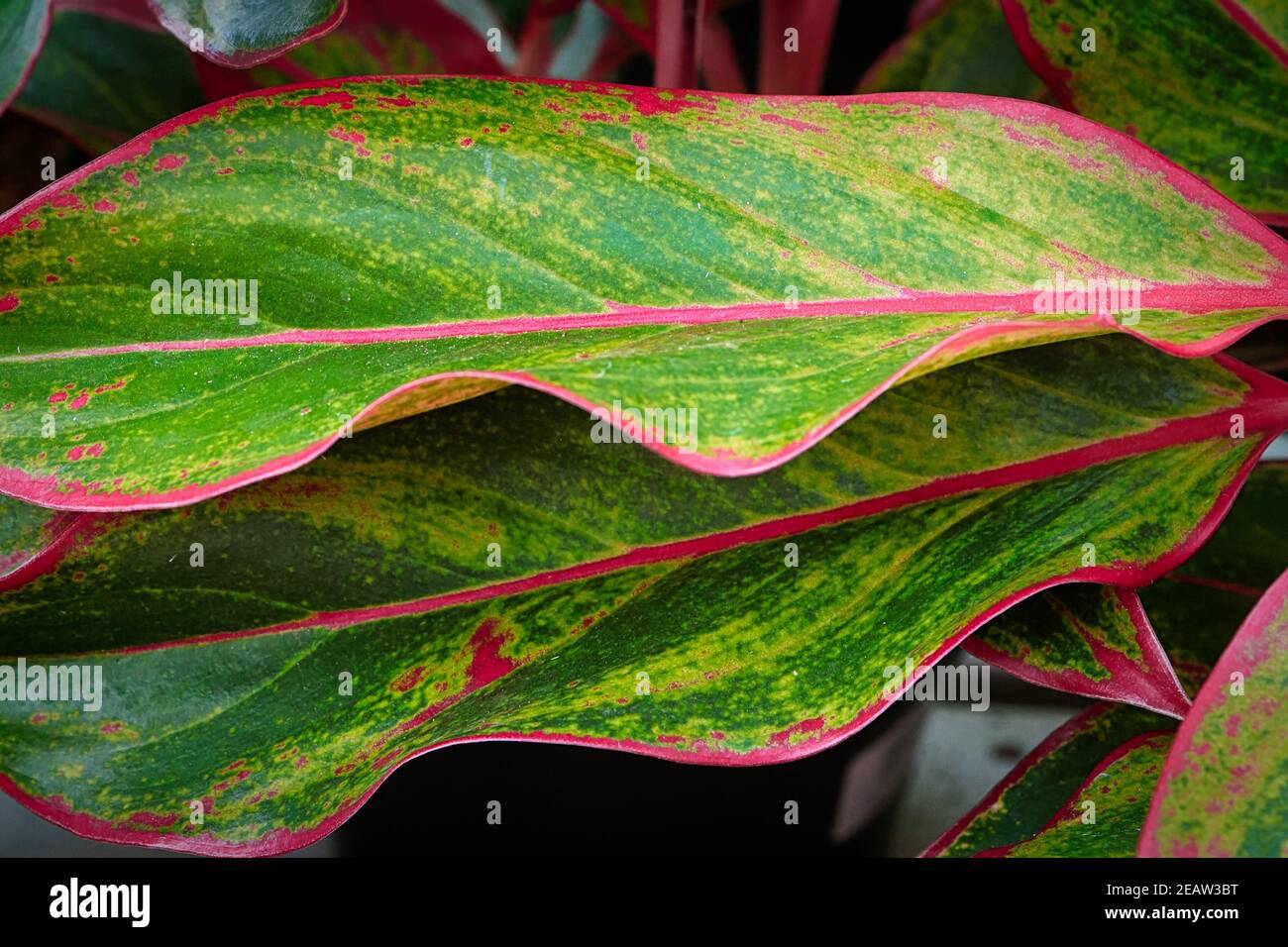 The pink edges on a Chinese Evergreen plant Stock Photo