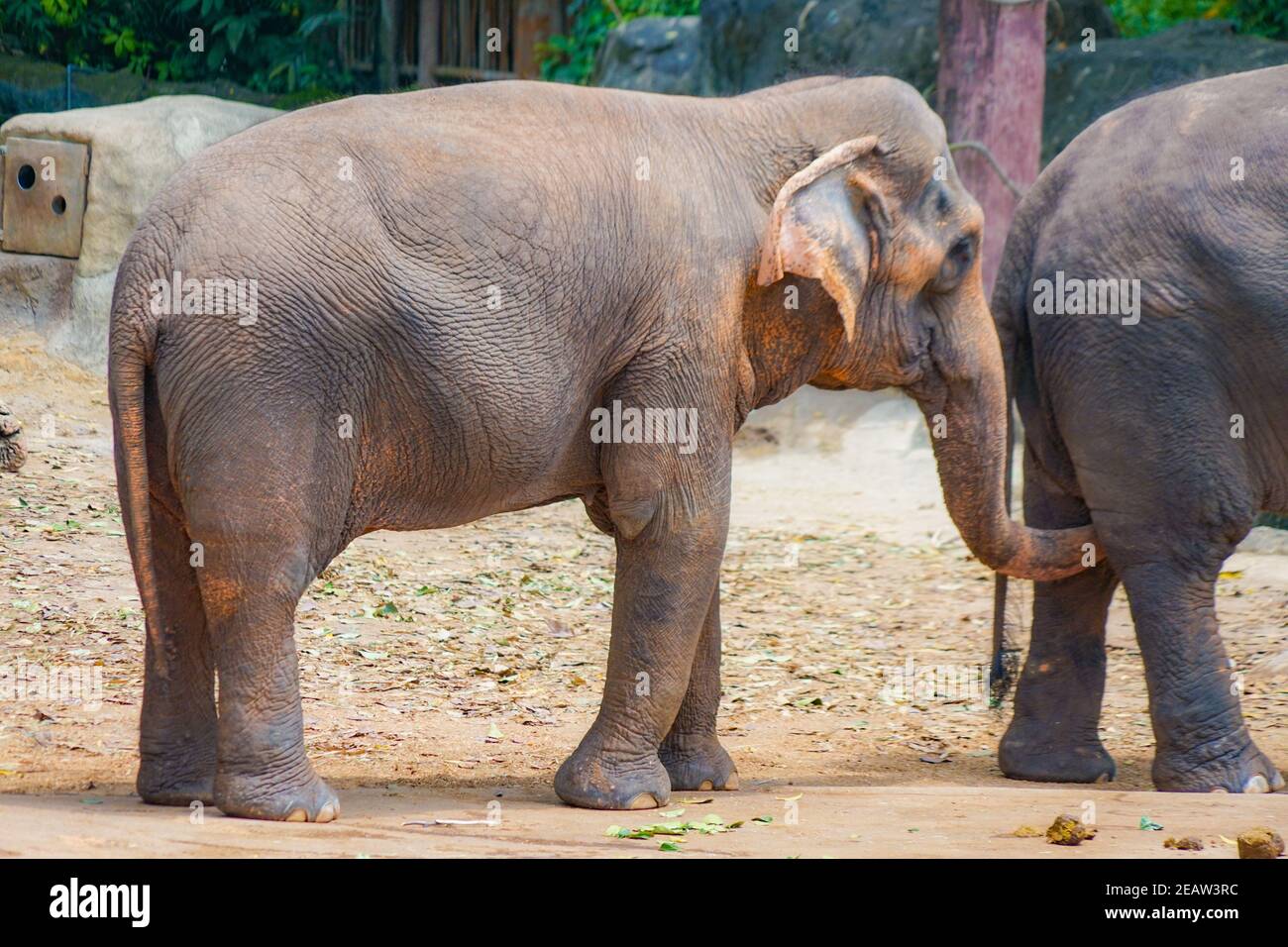 Elephant Singapore Zoo Stock Photo