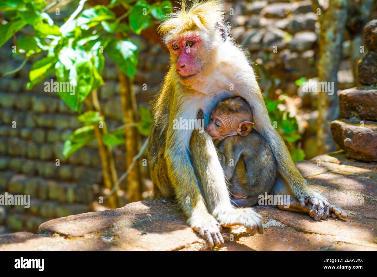 Monkey (Sri Lanka Sigiriya Rock) Stock Photo