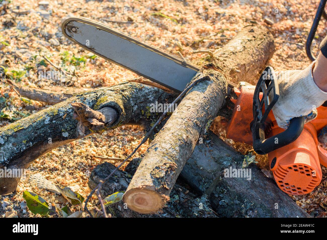 Man saws trees for firewood with an electric chain saw, close-up Stock Photo