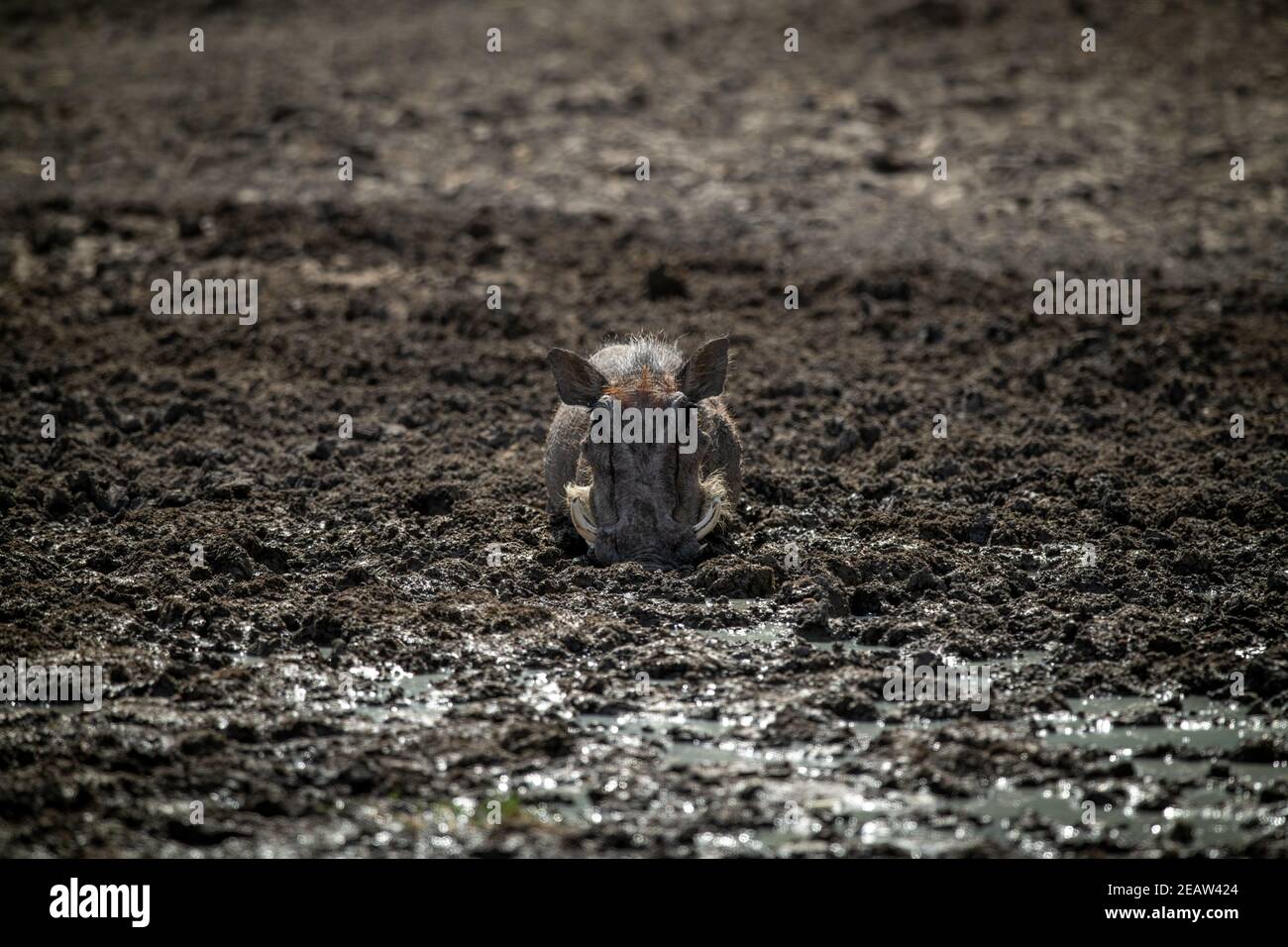 Common warthog lies in mud facing camera Stock Photo