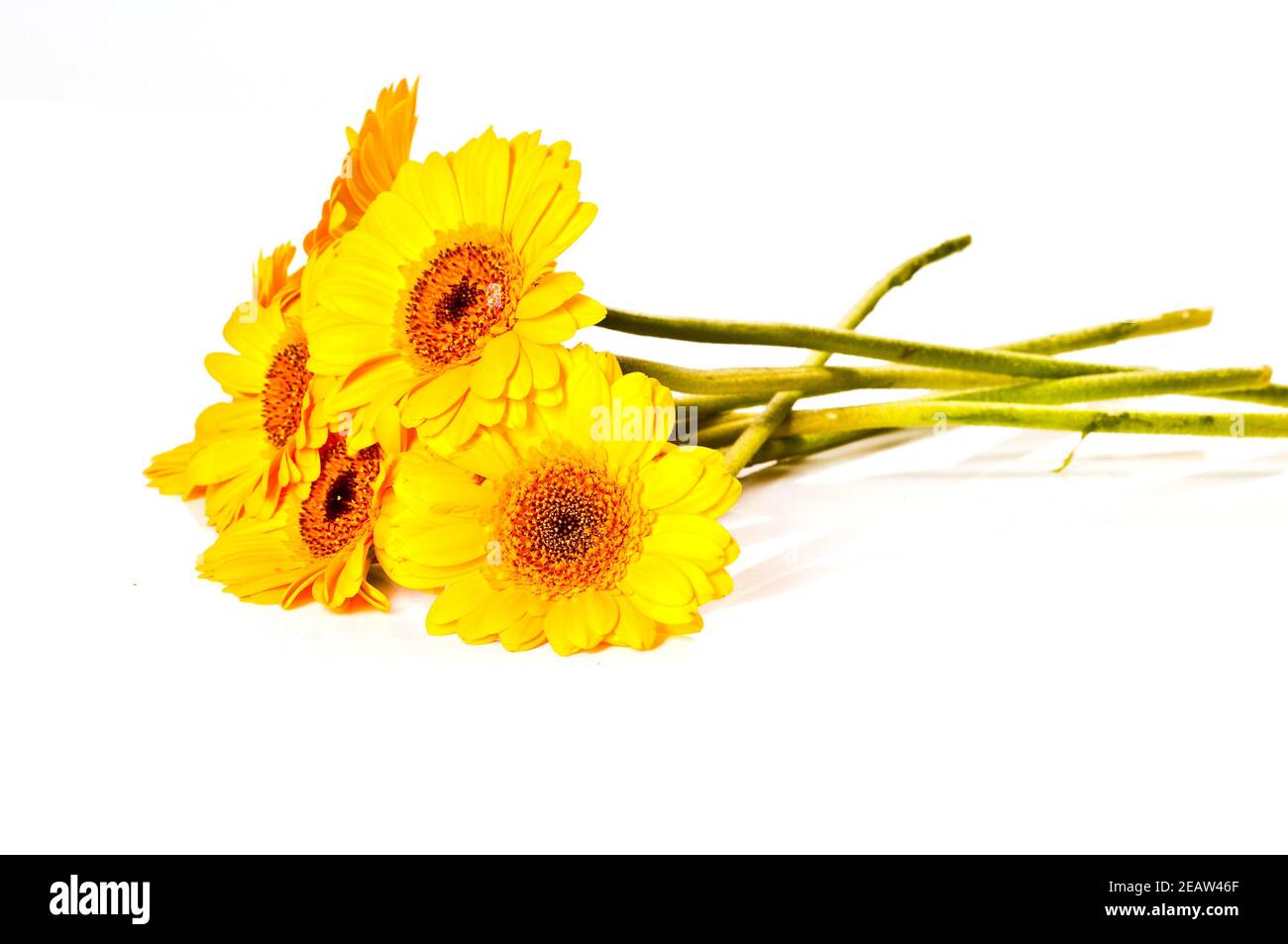 Chrysanthemen  vor weiÃŸem Hintergrund Stock Photo