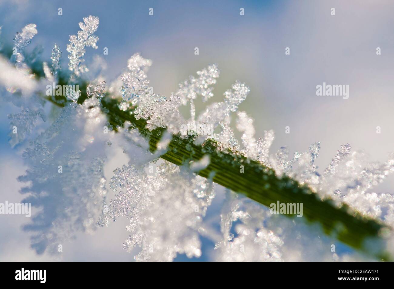 Eiskristalle im Gegenlicht Stock Photo