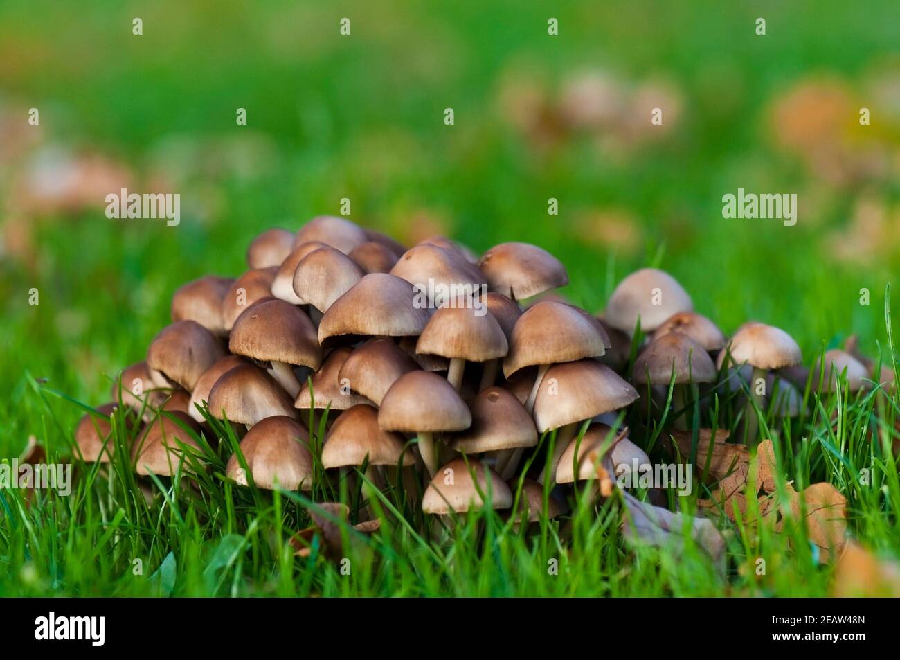 herbstliche Pilzgruppe aus Tintlingen Stock Photo