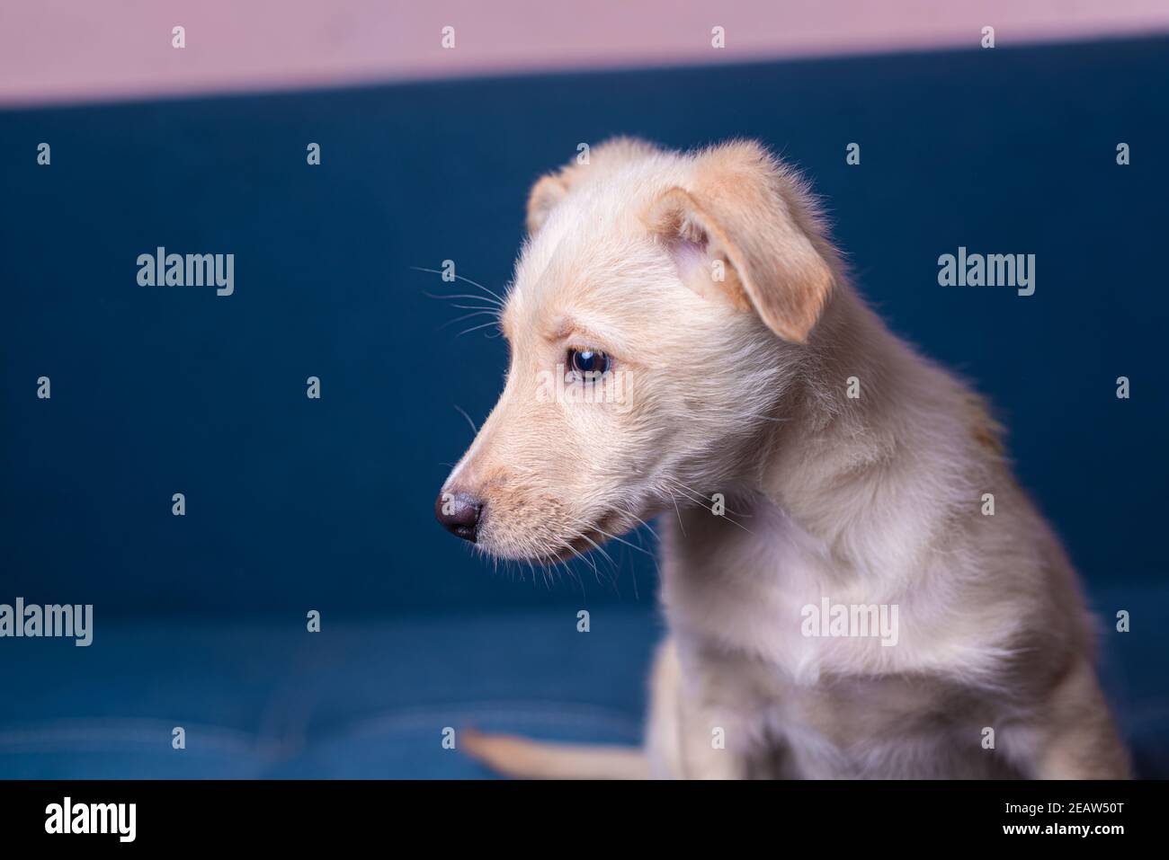 Close up portrait of cute little mongrel puppy with light fur on blue background Stock Photo