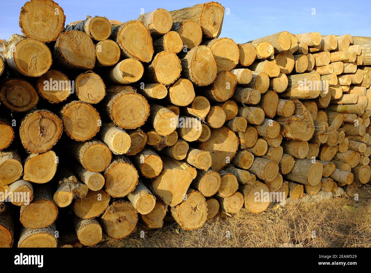 Poplar trees cut for timber, poplar trees for large amounts of timber