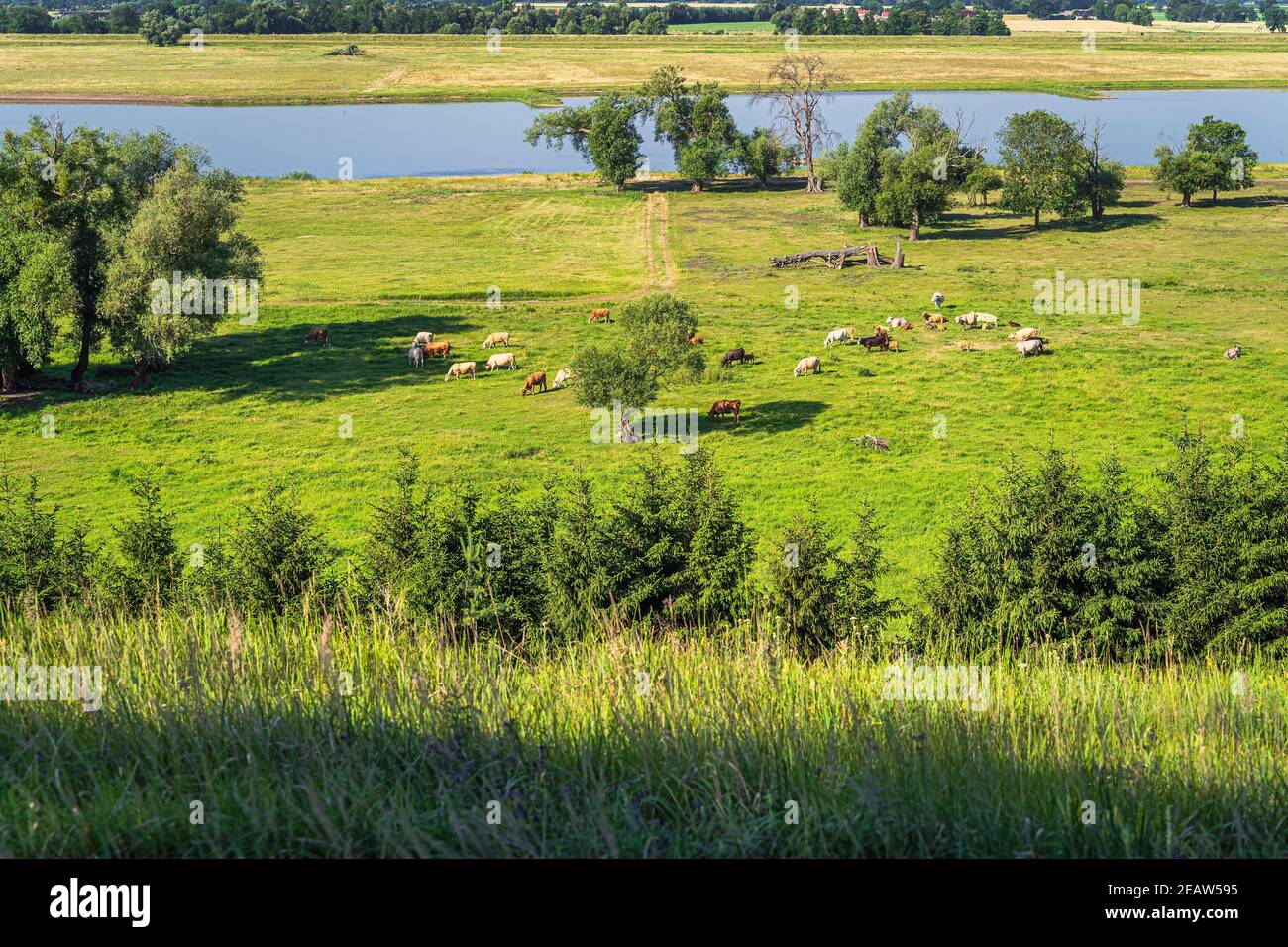 Summer rural landscape with grazing herd of cattle on agriculture ...