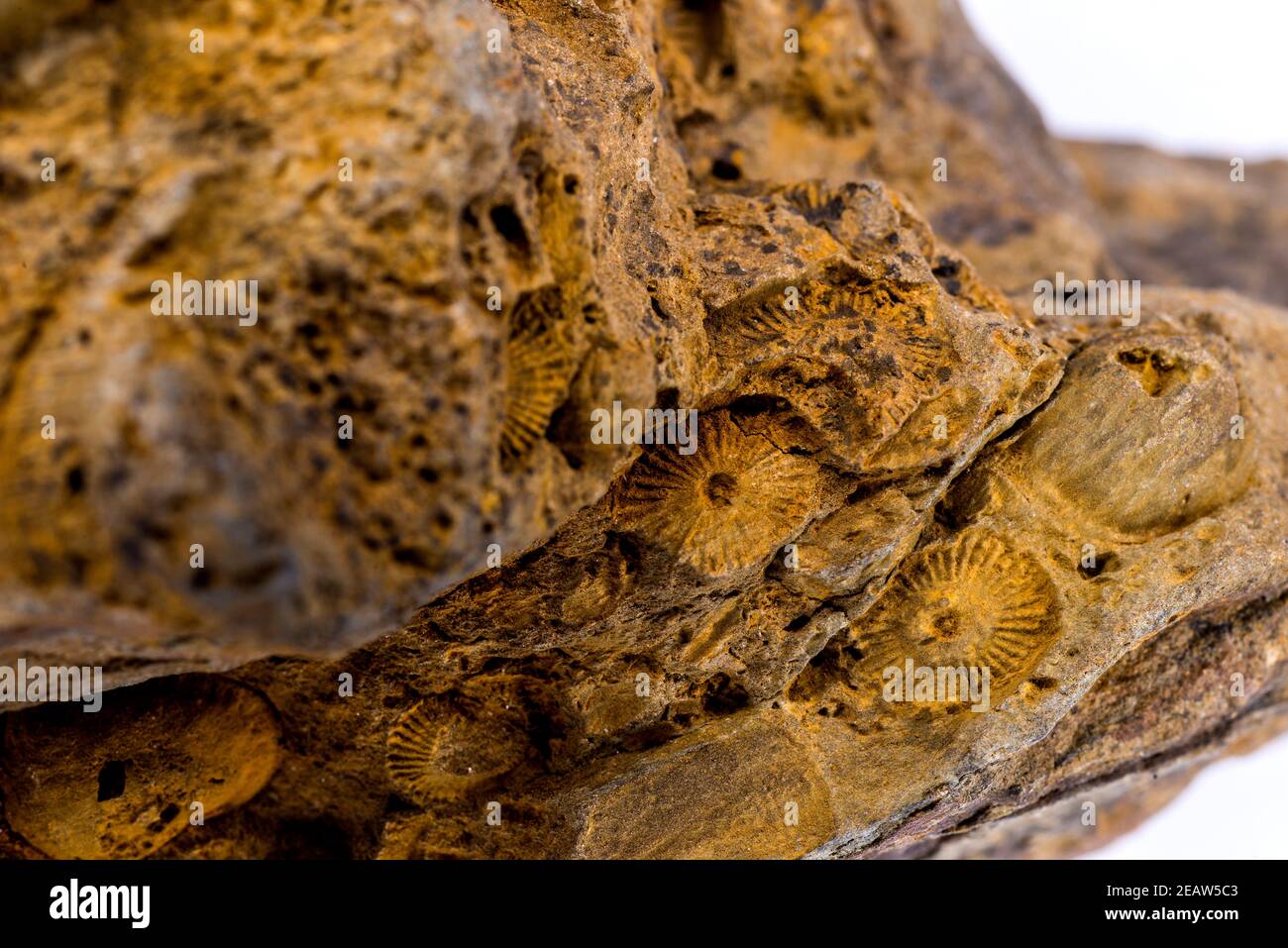 corals, fossils in a limestone Stock Photo