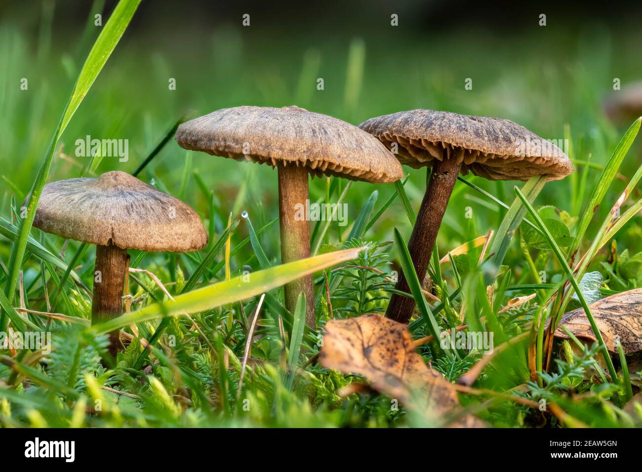 Small brown slimy lamellar mushrooms on the lawn Stock Photo