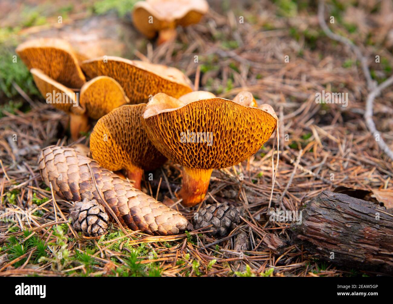 Suillus bovinus on the damp forest floor Stock Photo