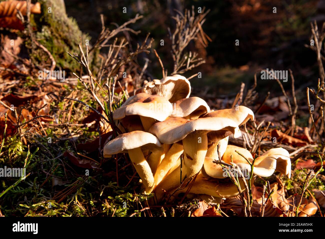 Hypholoma in the autumn forest Stock Photo