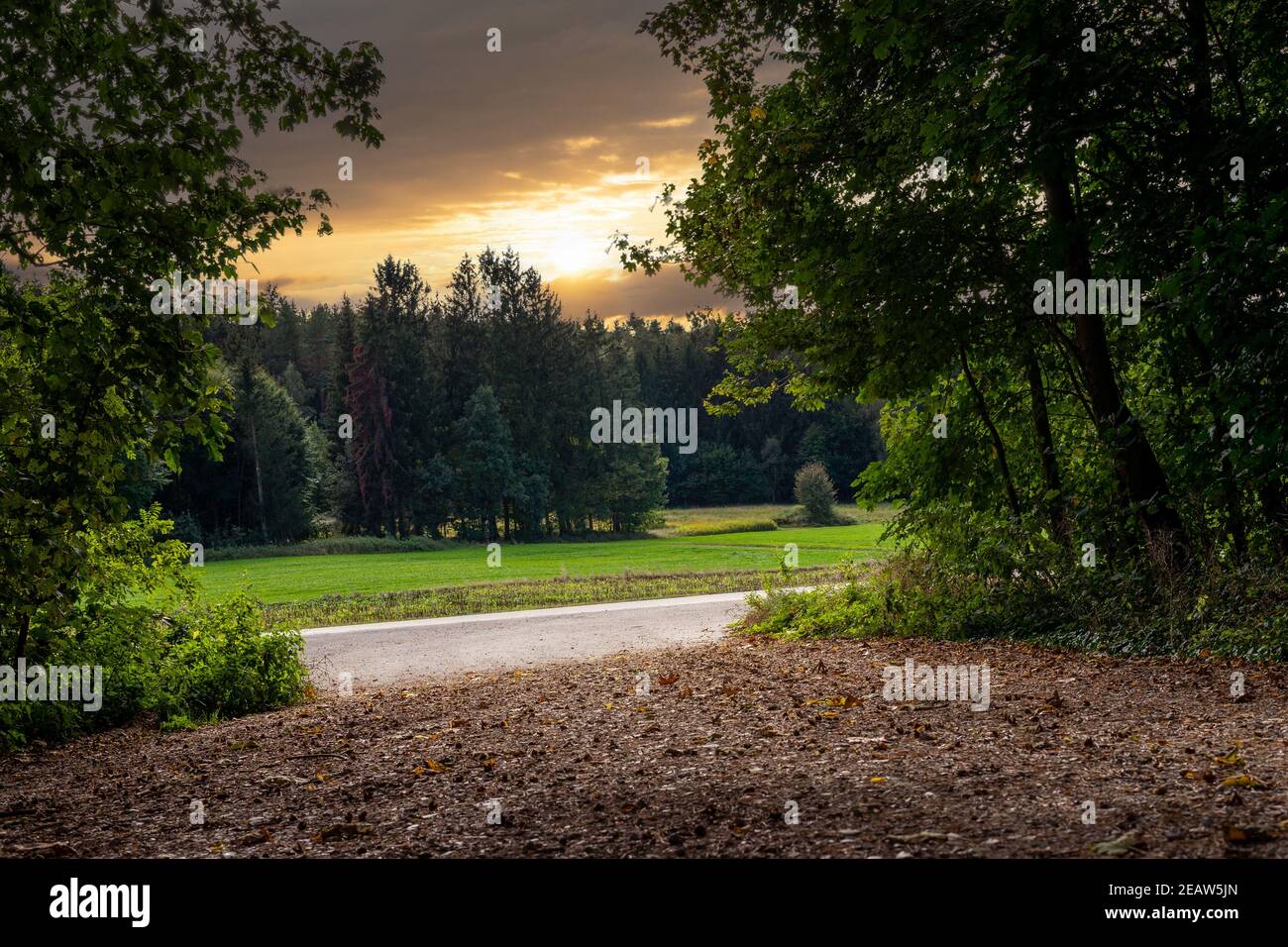 rural path through the forest in autumn Stock Photo