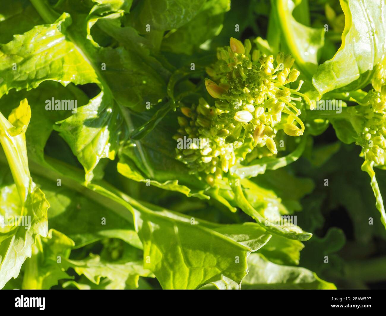 turnip greens leaves Stock Photo Alamy