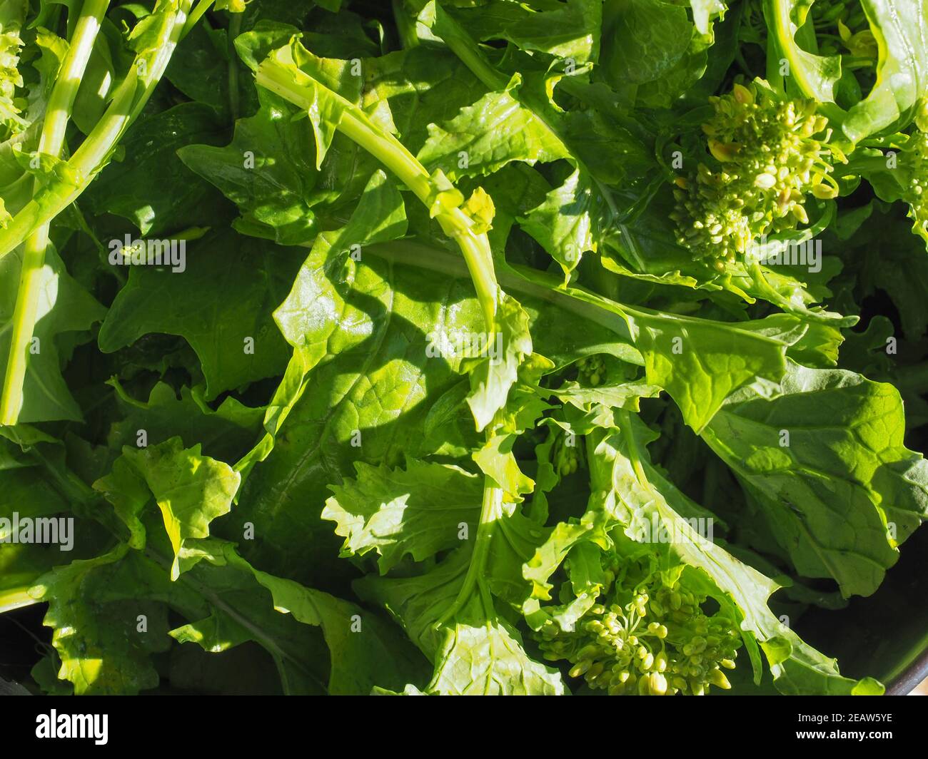 turnip greens leaves Stock Photo Alamy