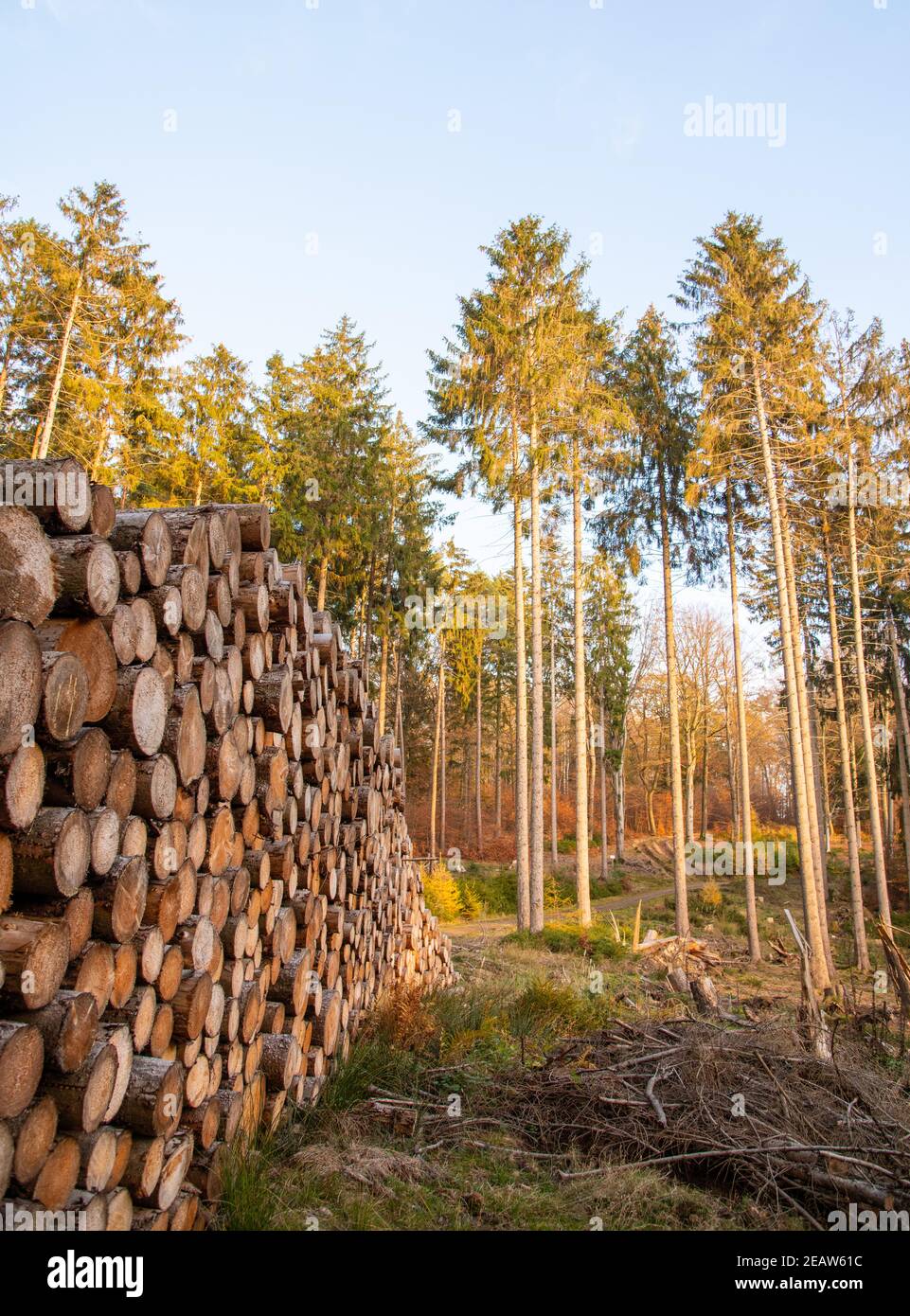 dried up trees are cut down Stock Photo Alamy