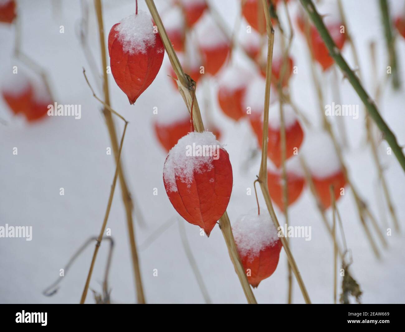 red physalis  in winter Stock Photo